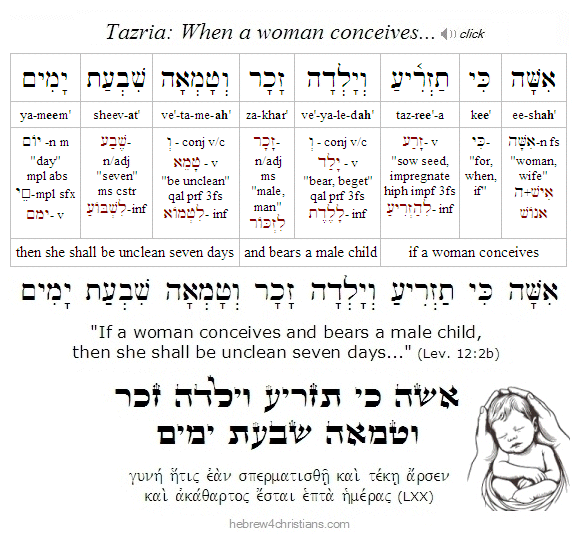Lev. 12:2 Tazria Hebrew Analysis